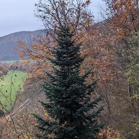 Waldphantasia - Nationalpark Eifel - Jakuzzi Mit Fernblick - Steilhang - Naturlage *